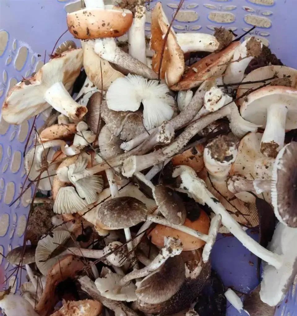 最新资讯 第7页